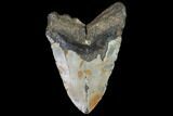 Bargain, Fossil Megalodon Tooth - North Carolina #91613-1